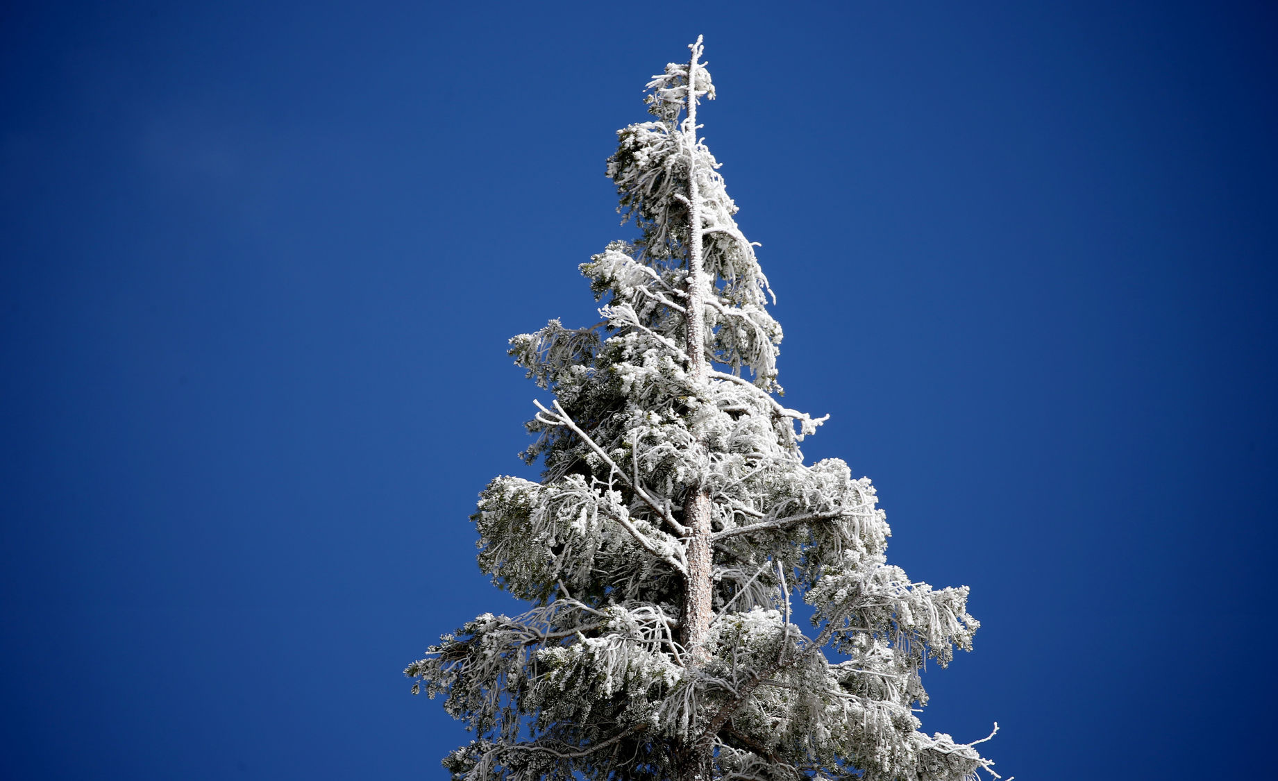 Santa Catalina snows